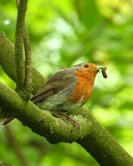 Roodborst