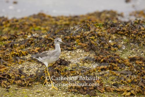 A shorebird in light grey plumage with long yellow legs walking on the shore, which is covered by yellow kelp.