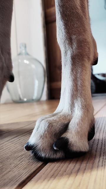Linke Vorderpfote eines blonden Hundes mit dunklen Krallen. Die Pfote steht auf einem Holzfußboden und ist nur bis kurz oberhalb des "Handgelenks" zu sehen. Die Krallen sind frisch geschnitten.