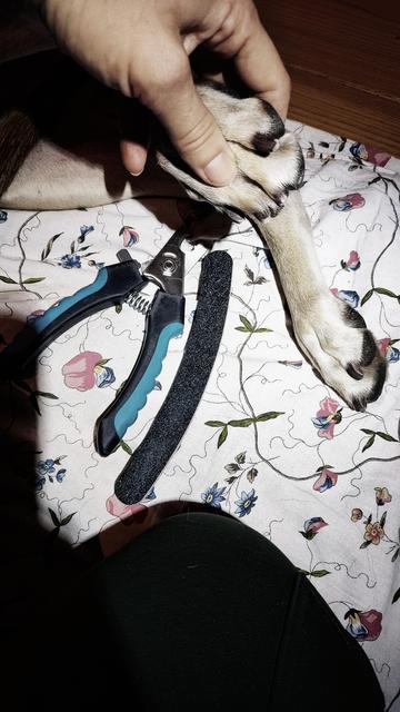 Eine Hand halt die linke Hinterpfote eines Hundes. Sie wird vom Licht einer Stirnlampe angestrahlt. Auf einer geblümten Decke, auf der der Hund liegt und die Person kniet (beide sind nicht zu sehen), liegt eine Krallenschere und eine grobe Feile.