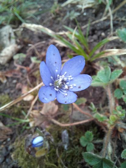 In der Mitte des Fotos die geöffnete Blüte eines Leberblümchens mit sechs blauvioletten Kronblättern und weißen Staubblättern. Darum herum die grünen Blätter anderer krautiger Pflanzen und eine Leberblümchenknospe.