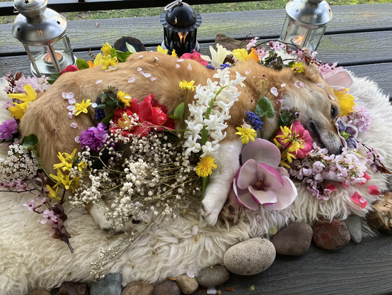 Image is of a recently deceased red Pembroke corgi laying on a sheepskin. Rocks surround the sheepskin, along with three lanterns with lit candles. A variety of flowers surround the corgi.