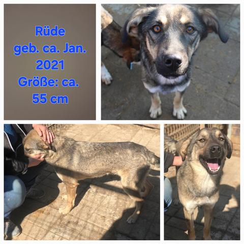 Fotos von Hund Osing.
Oben links seine Merkmale 
Rüde
geboren circa Januar 2021
Größe: circa 55 Zentimeter 
Foto unten links
Osing wird gestreichelt 
Fotos rechts Osing schaut in die Kamera 
Farbunterschiede durch verschiedene Sonneneinstrahlung und Kameras