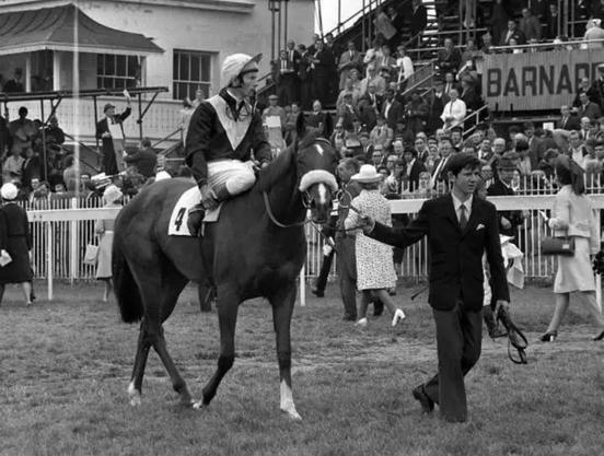 Racehorse 