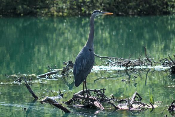 A Heron looking for its next meal in a pond in Golden Gate Park
