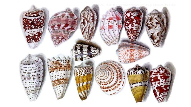 14 Colorful Seashells 15-1600s Century French Watercolor
