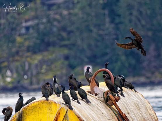ellow Submarine (Float)
 Home to 3 different kinds of cormorants (shags) in our area.
Double-crested, Pelagic, and Brandt's.