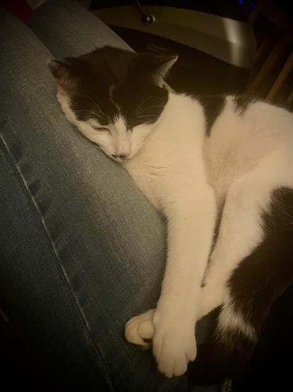 A black and white cat is sleeping on a person's lap, resting its head on their thigh. The person's jeans are visible, creating a cozy, intimate scene.