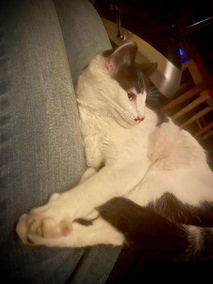 A black and white cat is resting on a person's lap, with its head turned and paws relaxed. The person's jeans are visible underneath the cat. The setting appears cozy and indoor.