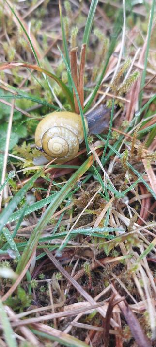 A small snail with a yellow shell that I saw in some grass by the side of the pavement as I went on my morning dog walk today.