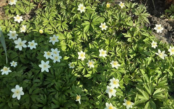 Königskraut  mit weißen Blüten