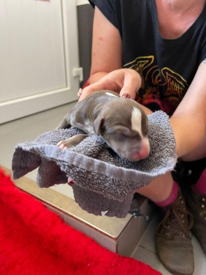 Kleiner brauner Welpe mit weißem Abzeichen auf der Stirn liegt auf einem grauen Handtuch in der Hand eines Menschen. Der Hund ist Ylvi, gerade wenige Stunden alt, der Mensch bin ich.