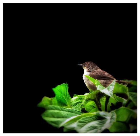 This is a colour black negative space photo of a little African Dusky Flycatcher bird sitting on some leaves looking to the left of the photo. As photographed in the Bwindi Impenetrable Forest, Uganda 