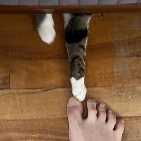 Close-up of tabby kitten Ripley hiding under the bed while reaching out and touching my big toe.