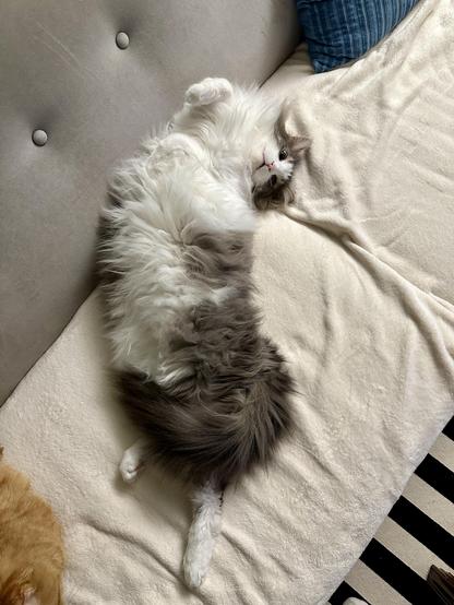 Thor, a fluffy grey and white bicolor half-Ragdoll cat, stretched out in a cream blanket on a grey sofa, looking up at the camera. In the lower left corner is a glimpse of Loki, an orange tabby. No brain cells were harmed in the making of this photo. 