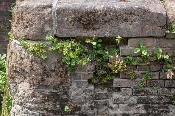 A photo titled "20150709-DSC00368 Canal Grey Wagtail Feeding Young Nest in Lock Wall Stourport-Upon-Severn Worcestershire.jpg", taken near Stourport Dry Dock by rodtuk on Flickr.