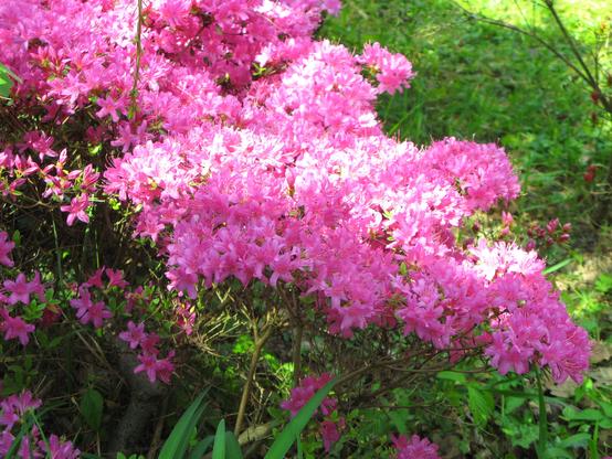 Multitude de petites fleurs roses
