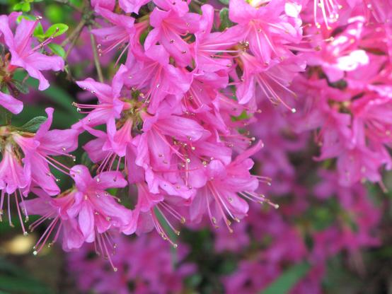Zoom macro sur petites fleurs roses