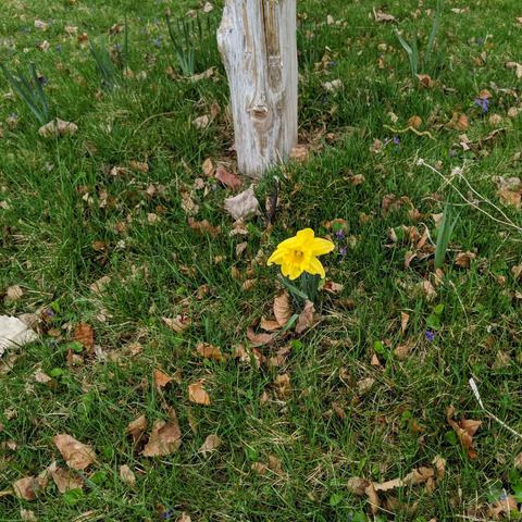 A photo showing a single yellow daffodil flower. The blossom is fresh and not perked up. It is part of a ring of bulbs that was planted last fall around a post/pole. There are scattered violets in the lawn around it with some birch and other leaves.