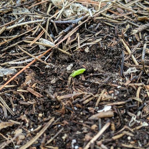 A cropped closeup photo of a light green sprout emerging from the raised bed soil. It is possibly a pea. There are decaying conifer needles and twigs around it along with other organic material.