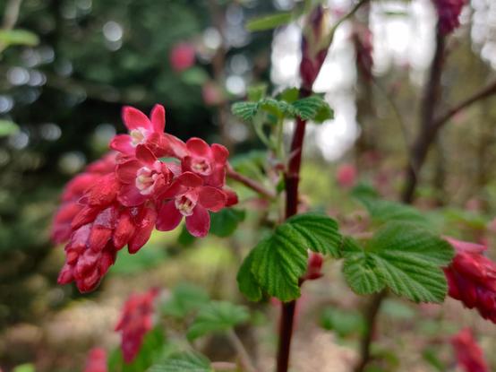 A cluster of red flowers hangs on a narrow green branch, just freshly leafing out.