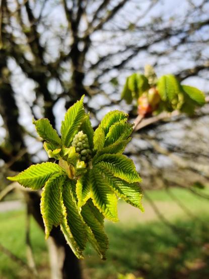 A tree begins to bloom, opening a fistful of sharply textured new leaves.