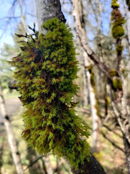 A mossy patch growing on a birch tree spreads out tendrils to soak up last night's rain.