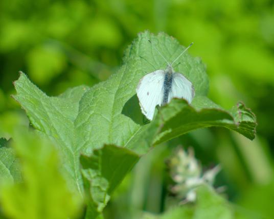 A white butterfly with a hairy grey body on a large green leaf