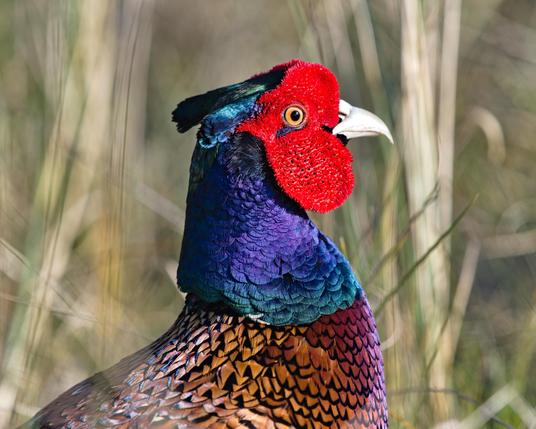 Fazant met veelkleurige veren