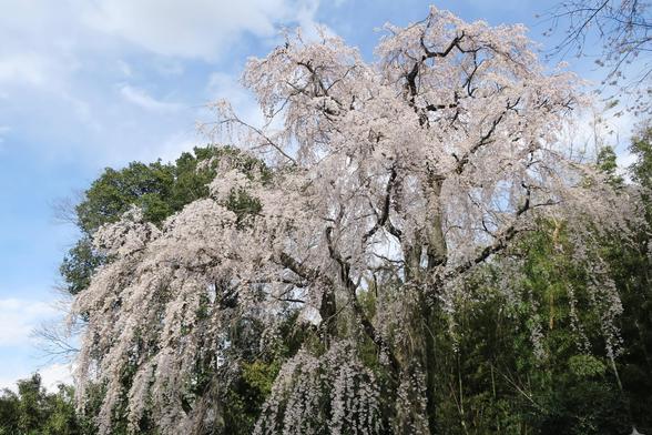 Weeping cherry tree in full bloom. This species of sakura is thought to be the oldest cultivar in Japan.