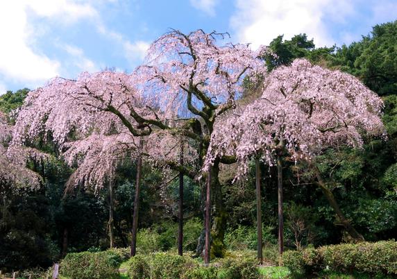 Weeping cherry tree in full bloom. This species of sakura is thought to be the oldest cultivar in Japan.