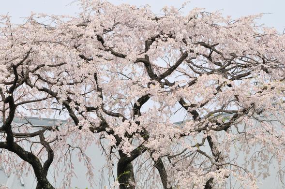 Weeping cherry tree in full bloom. This species of sakura is thought to be the oldest cultivar in Japan.