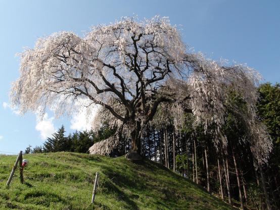 Weeping cherry tree in full bloom. This species of sakura is thought to be the oldest cultivar in Japan.
