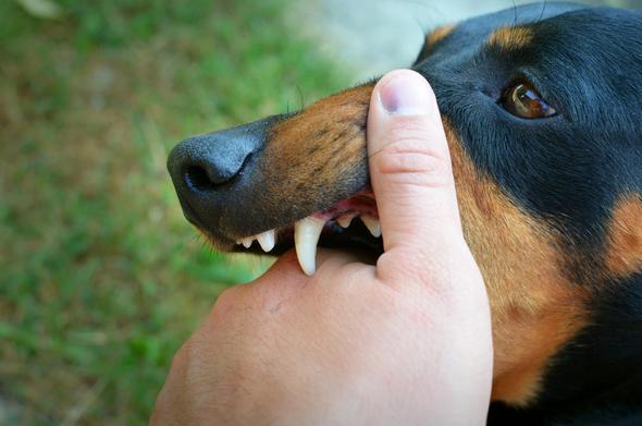 Dog BIte