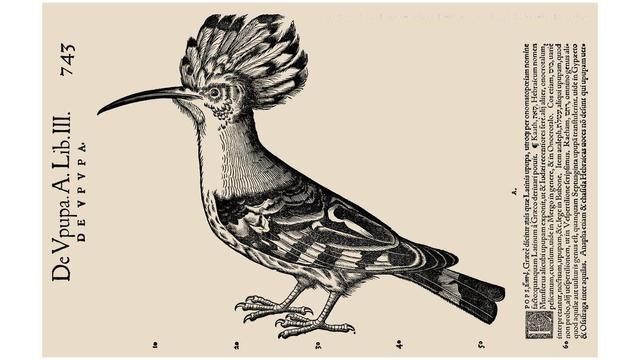 Hoopoe Bird 16th Century, Historia Animalium