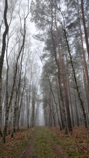 Ein Waldweg im Nebel.