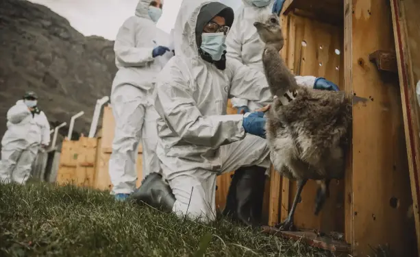 One of 15 Darwin’s rheas emerges from its holding pen.