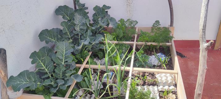 Foto de una caja elevada de madera con hortalizas y palos a los lados