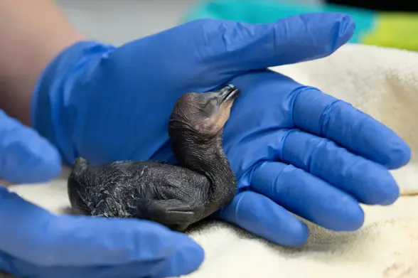 A black chick between two hands in blue surgical gloves.

 When staff interact with them, they wear a black suit and disguise their faces, while using decoys and puppets to keep the birds from forming an attachment with them.