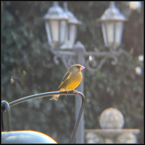 A male European greenfinch perched on top of the birdfeeder. He's facing forward, looking to the right. His bright yellow abdomen is clearly visible.