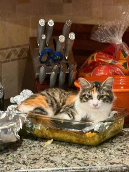 cat sitting comfy on lasagne 