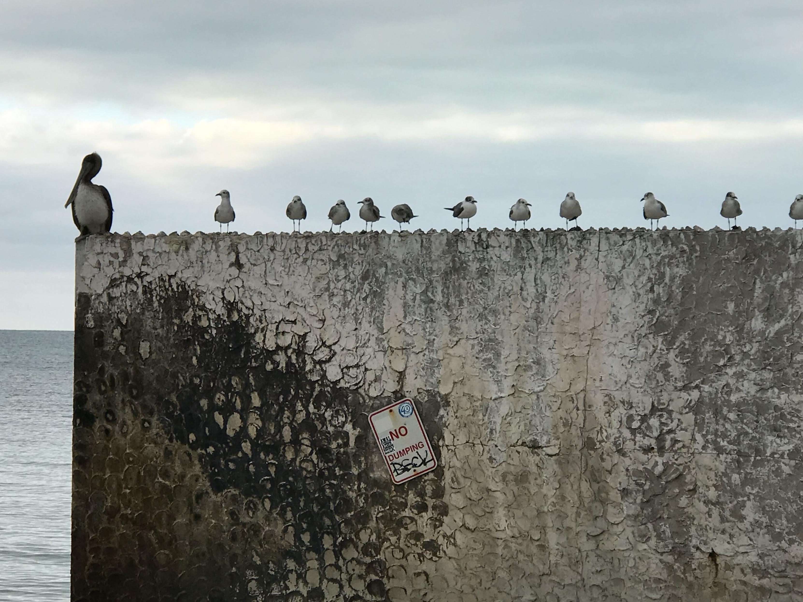 A wall with a line of small seabirds. At the end is one large pelican. A wall with a line of small seabirds. At the end is one large pelican.