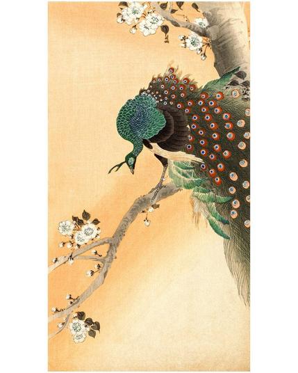 Peacock in a Cherry Tree Japan 1900s Ohara Koson