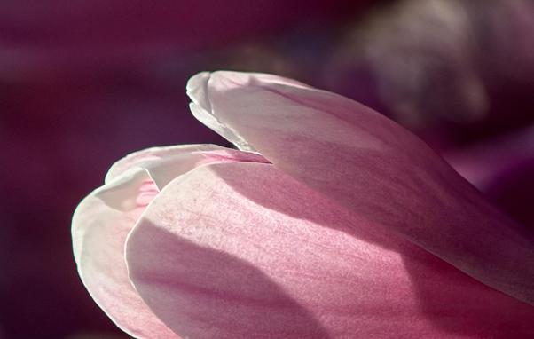 Motiv:
Nahaufnahme einer Magnolienblüte mit geschlossenen oder leicht geöffneten Blütenblättern. Die Blüte befindet sich im Vordergrund und dominiert die Bildkomposition.

Stimmung & Wirkung:
Ruhige und konzentrierte Wirkung durch die isolierte Darstellung der Blütenform. Die sanfte Farbgebung und weiche Textur erzeugen einen harmonischen Eindruck.

Technische Details:
Farbe: Rosatöne mit feinen Abstufungen zwischen Weiß, Hellrosa und kräftigem Magenta. Der Hintergrund ist dunkelviolett bis bordeauxfarben.
Schärfentiefe: Geringe Schärfentiefe, Fokus liegt auf den mittleren Blütenblättern. Der Hintergrund ist vollständig unscharf.
Lichtverhältnisse: Natürliches Licht mit direkter Sonneneinstrahlung. Helle, scharfe Lichtkanten und dezente Schattenstruktur auf den Blütenblättern.