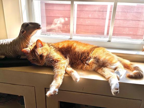 In front of a window, a little ginger cat drapes herself over the top of a dresser, in the sunshine, with her head leaning on a wooden carving of a very snooty lamb.