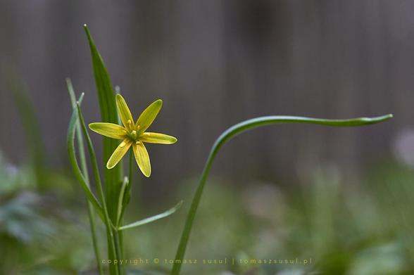 A single yellow star-shaped flower with slender green leaves stands gracefully against a softly blurred background, evoking quiet elegance and the gentle arrival of spring. One of the leaves is bent to the right, like an arm pointing in one direction.