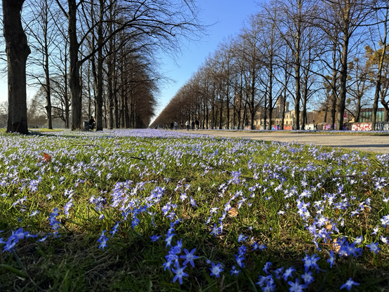 Viele Scilla Blumen (Blaustern) blühen auf der Herrenhäuser Alle in Hannover