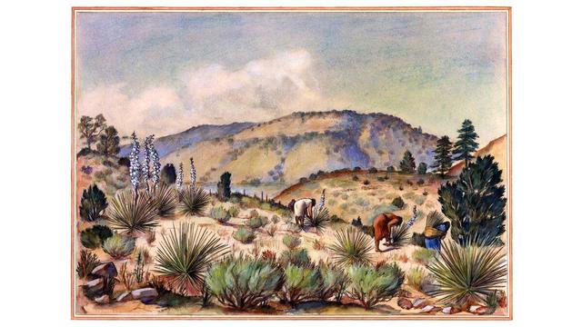 Women Gather Yucca Plants Desert Southwest Landscape USA