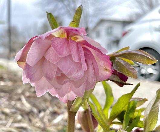 A many-petaled flower, drooping gracefully but not quite face down. Each petal is patterned and grading from lighter pink to darker pink toward the ends of the petals.The form is very graceful, like an upside-down lotus. Small leaves of burnished green are visible and behind it all, very much out of focus, is a gray car and neighborhood. The flower seems like a great treasure in a barren place.