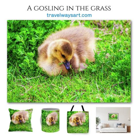 Cute gosling in the grass at springtime art prints and gift ideas